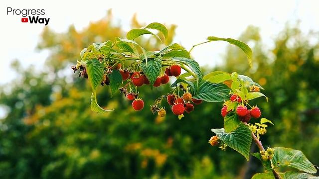 МАЛИНА ЗАСЫПЛЕТ ВАС ЯГОДАМИ С НОГ ДО ГОЛОВЫ, если весной насыпать это в малинник! смотреть онлайн