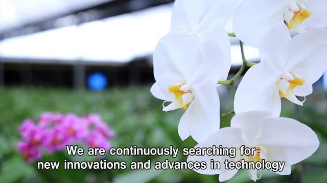 Phalaenopsis Orchid by Natural Thai Orchid Co.,Ltd. смотреть онлайн
