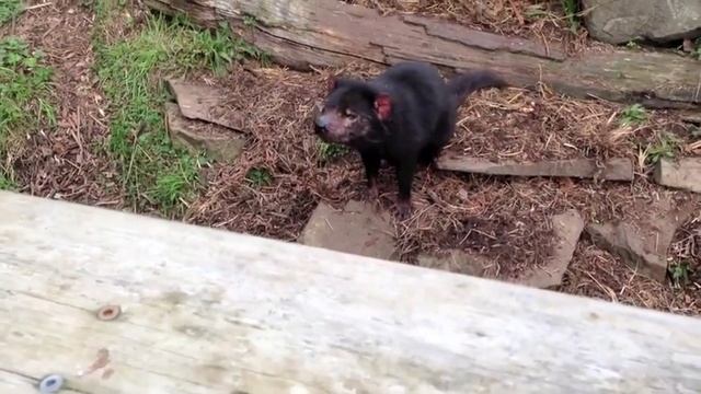 Tasmanian Devils and Wombats смотреть онлайн