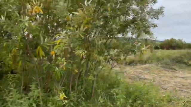 Сенокос 2021 сентябрь село Дабан смотреть онлайн