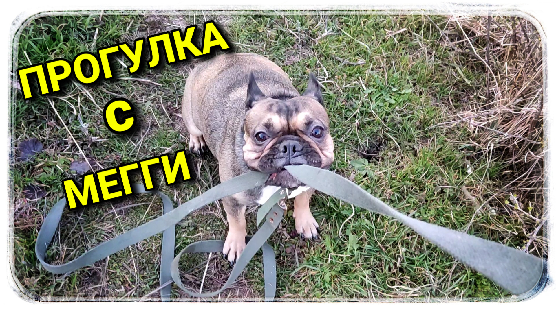 Гуляем с бульдожкой! Посмотрите что она вытворяет с мячом! ? смотреть онлайн