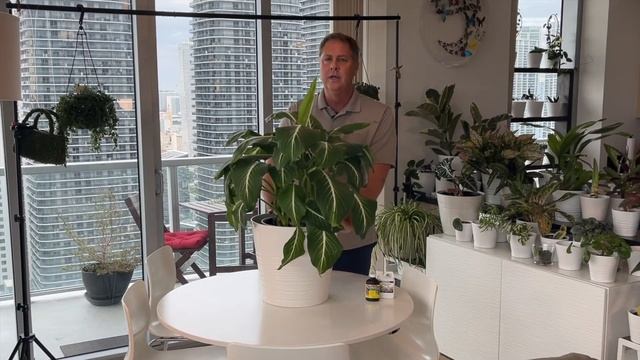 HOW TO GROW DIEFFENBACHIA: Tips on how to care for your beautiful sterling Dieffenbachia смотреть онлайн