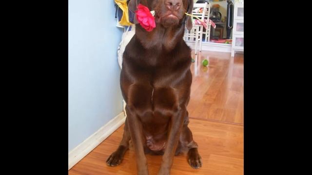 Tu peludo sobrino Java Bean y Primos te deseamos un Feliz Cumpleaños tia Chelo... смотреть онлайн