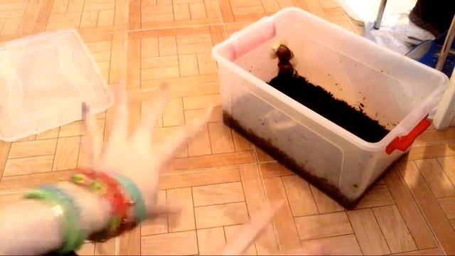 УЛИТКИ ЧЕРЕЗ ПОЛ ГОДА!ЧТО С НИМИ СТАЛО / КЛАДКА??РАЗМНОЖЕНИЕ УЛИТОК?/ Ova Mash