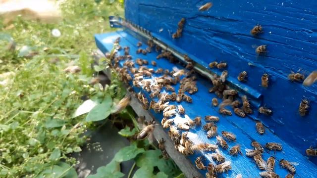 пчелы в работе ЗА ТАКИМ ЗРЕЛИЩЕМ МОЖНО НАБЛЮДАТЬ ВЕЧНО смотреть онлайн