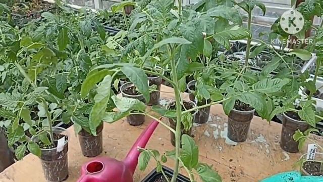 Сибирь. Переваливаю Томатные Гномы в двухлитровые стаканы. смотреть онлайн