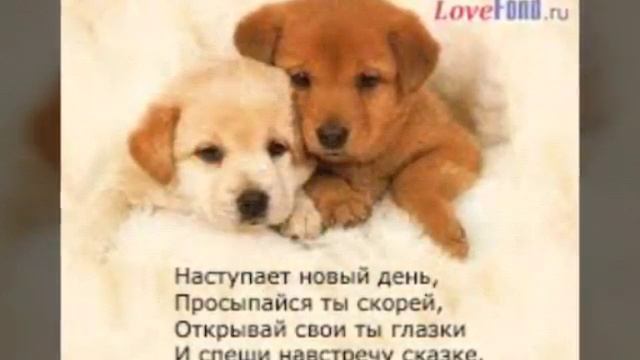 Мои фото о животных смотреть онлайн