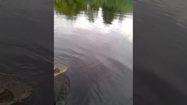 подцепил леща на селикон смотреть онлайн