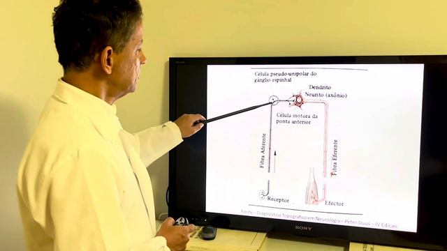 REFLEXOS MIOTÁTICOS OU DE ESTIRAMENTO смотреть онлайн