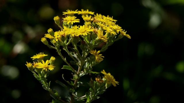 Звуки птиц, природы и раслабляющая музыка. Sounds of birds, nature and relaxing music. смотреть онлайн