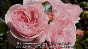 Роза Мария Терезия
