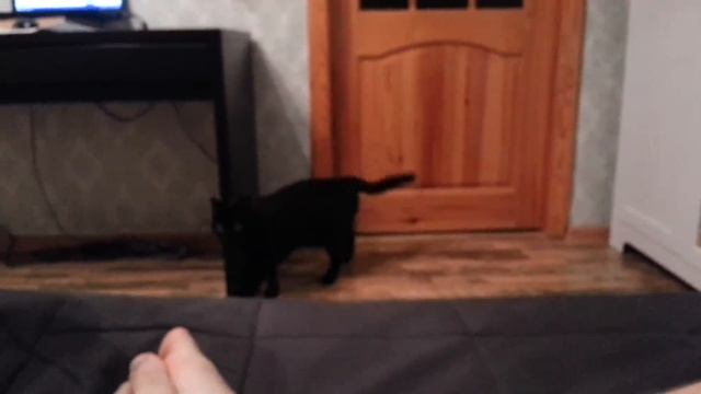 Разговариваю с котом через кошачий разговорник смотреть онлайн