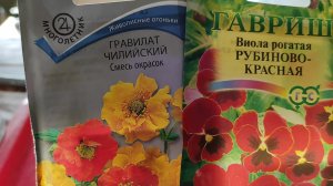 ГРАВИЛАТ ЧИЛИЙСКИЙ и ВИОЛА РОГАТАЯ. ПРОИЗВОДИМ ПОСЕВ НА РАССАДУ #гравилат #виола #посевсемян #семена