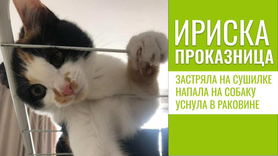 Котёнок Ириска - проказница продолжает удивлять и шокировать! смотреть онлайн
