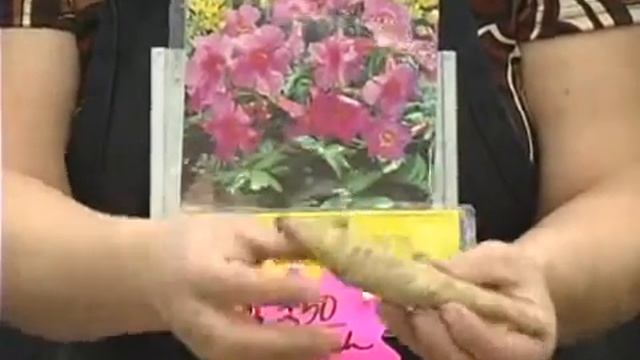 Incarvillea Flowers for Shade Gardens смотреть онлайн