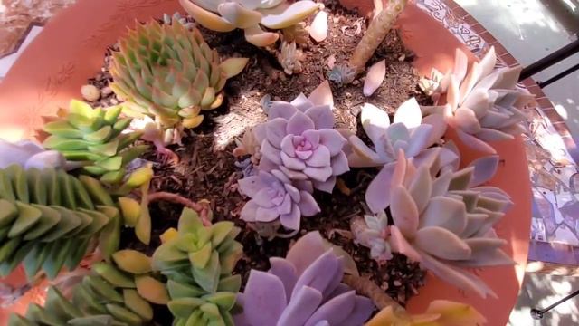 Suculentas Rescatadas de la COCHINILLA!! смотреть онлайн