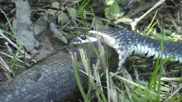 Mega deepthroat! мега заглот.