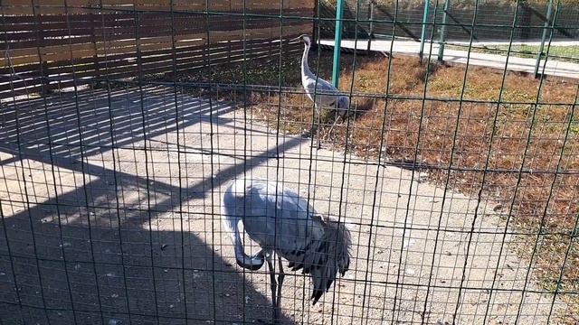 БЕСПЛАТНЫЙ РЯЖСКИЙ ЗООПАРК! ( приезжайте и отдыхайте всей семьёй) смотреть онлайн