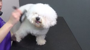 Бишон Фризе. Сушим правильно. Мастер: Евгения Кантутис.
