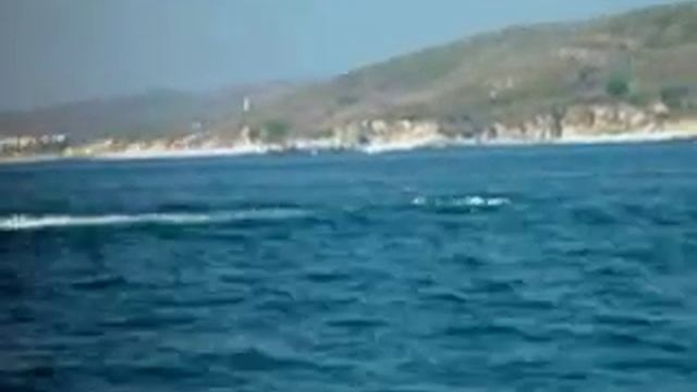 Humpback Whale (Megaptera novaeangliae) fluke slapping смотреть онлайн