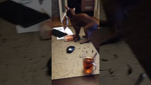 Ориентальная кошка Изюмка любит печеньки смотреть онлайн