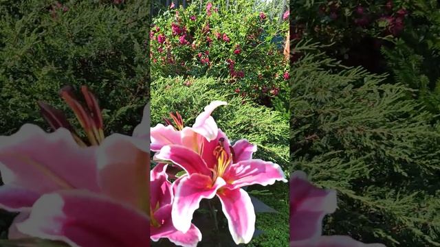Мой новый цветник. Лилия ОТ-ГИБРИД Бранкузи. смотреть онлайн