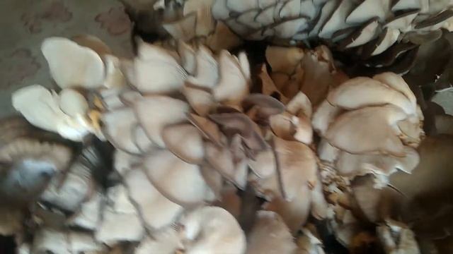 Выращивание грибов Вешенка в Узбекистане 3 смотреть онлайн