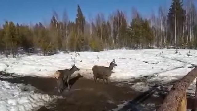 грязевые ванны у маралов смотреть онлайн