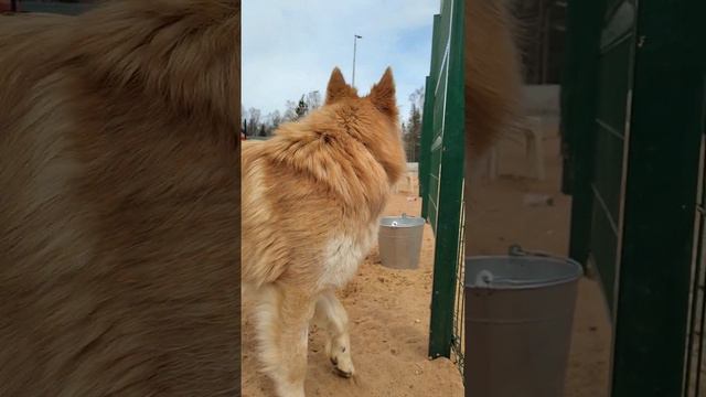 Бакса дома били со щенячьего возраста, шансов на дом больше нет - окусывается на руку #приютмалинки смотреть онлайн