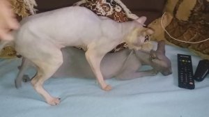 Вязка сфинксов