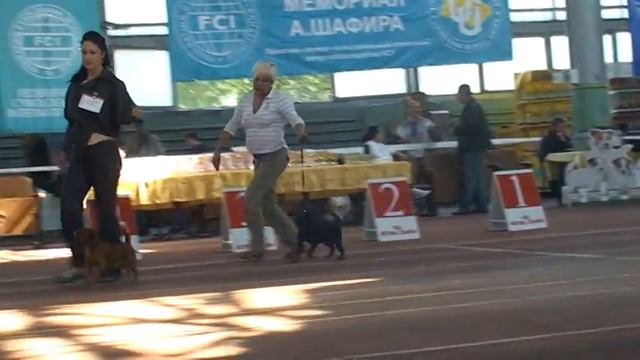21.09.2013. FCI-CACIB "Мемориал А. Шафира", Odessa, Ukraina смотреть онлайн