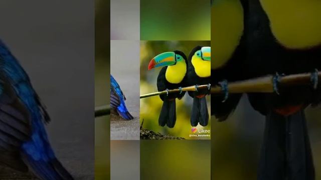 #Роскошные костюмы из перьев! смотреть онлайн