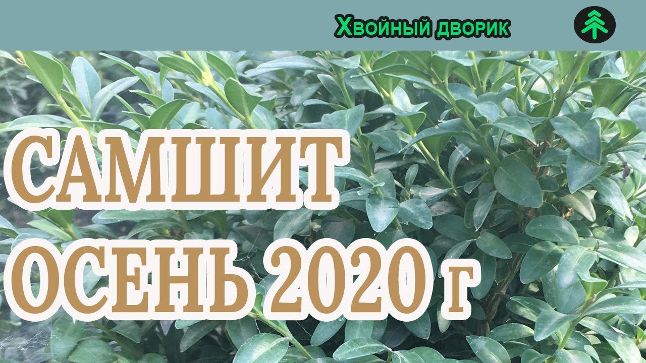 Самшит Сезон осень 2020 года (Обзор)питомник Хвойный дворик смотреть онлайн