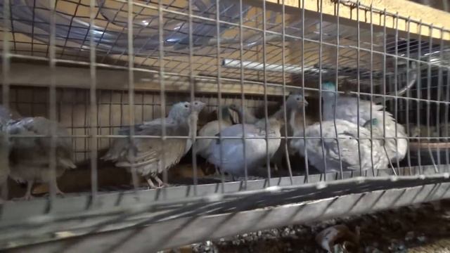 Формируем маточные стайки перепелов на племя смотреть онлайн