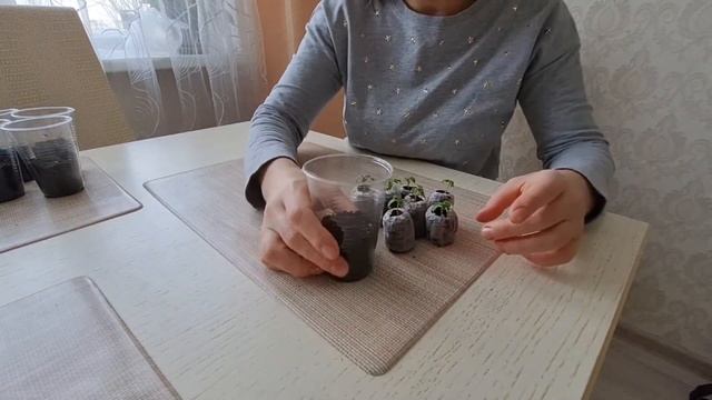 Пикирую томаты. Балконное чудо смотреть онлайн