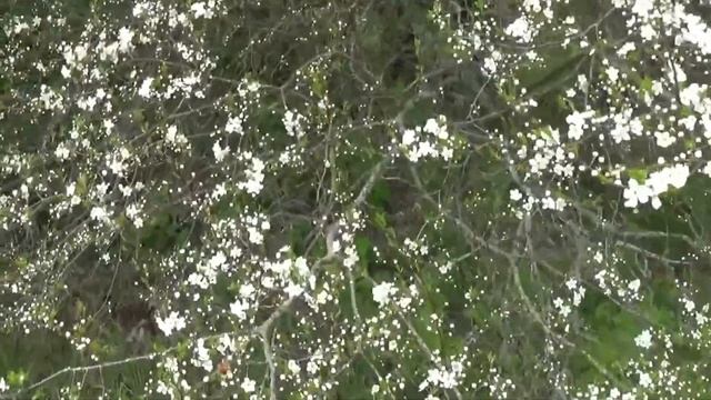Дела на лесной пасеке. смотреть онлайн