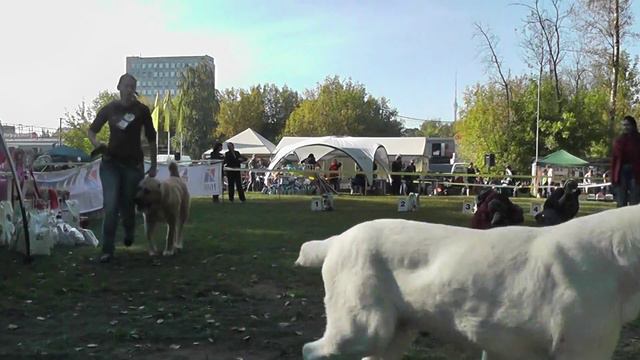 Маджестик Айс-2014, моно среднеазиатских овчарок. смотреть онлайн