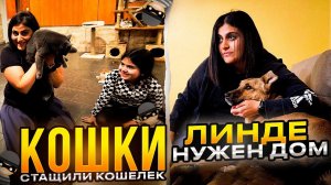 Розу ДОЛЕЧИВАЕМ. Кошки украли кошелек Арины. Прошу и Мурыську отвезли на Узи сердца. Джине сняли швы