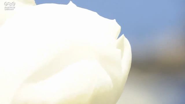 Flowers for sleep, study and relaxation for 3 hours #relax #long #birdsounds #withoutmusic [1] смотреть онлайн