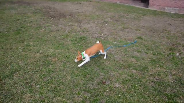 Копия видео "Басенджи. NELA HUNDO BROOKLIN HEART. 3 месяца" смотреть онлайн