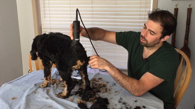 Andis ProClip AGC Pet Hair Clipper Review | Cocker Spaniel Grooming Before & After смотреть онлайн