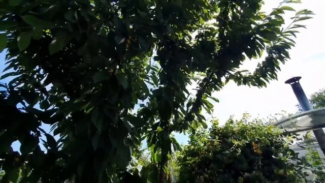 Ейск. с.Александровка. Ботанический сад. Персик Инжир Авокадо - Вырастила сама и из косточки ??? смотреть онлайн