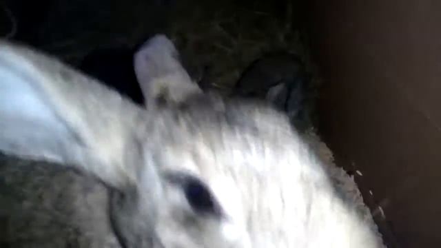 Когда Крольчата начинают кушать сами. Кормление Крольчат. смотреть онлайн