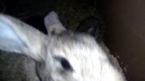 Когда Крольчата начинают кушать сами. Кормление Крольчат.