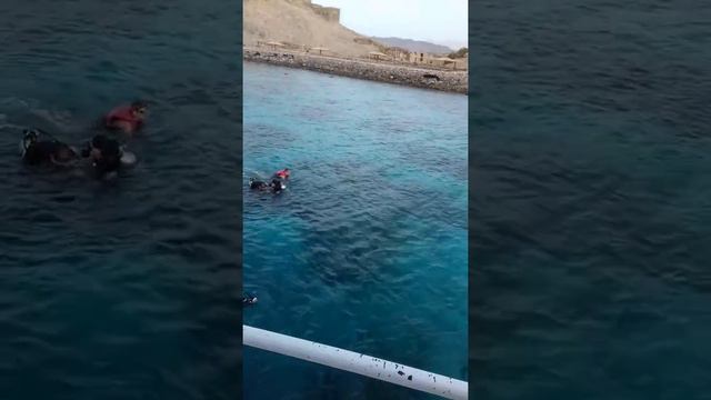 Видео " Плавание в открытом море" 09.01.2019 смотреть онлайн