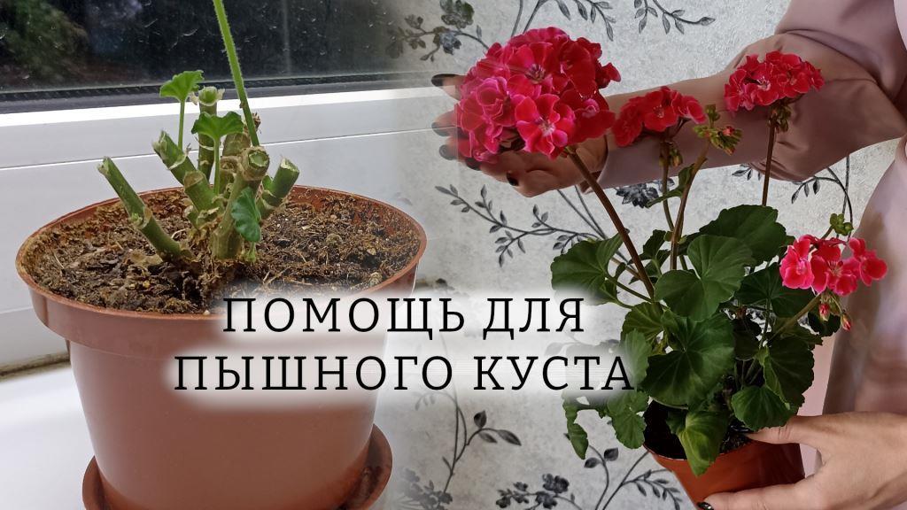 Сделайте так после ОБРЕЗКИ с ГЕРАНЬЮ: станет пышным, цветущим кустиком! Уход, условия и подкормки смотреть онлайн