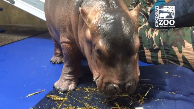 Бегемотик Фиона первый раз пробует сено смотреть онлайн