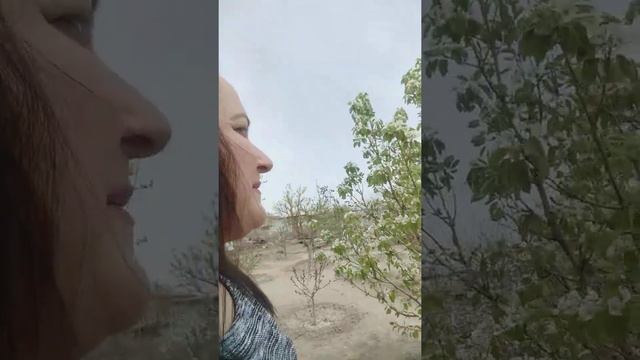 Жёлтые тюльпаны для вас. смотреть онлайн