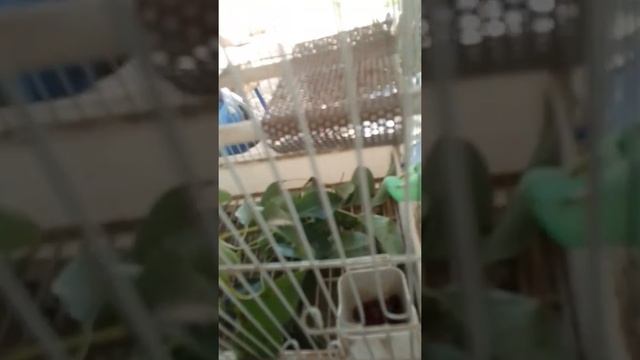 Чем кормить воробьев смотреть онлайн