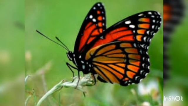 ?СОННИК - НАСЕКОМЫЕ??К чему снятся : Комары,Моль, Муравей, Мухи ! Часть 3 смотреть онлайн